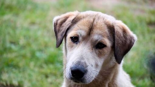 Dog ate eucalyptus sales leaf